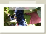 Blasier - Lindhorst Syrah